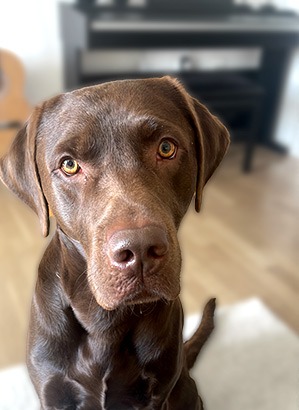 Ein brauner Labrador sitzt auf einer weißen Decke und schaut in die Kamera. Im Hintergrund ist ein Klavier zu sehen.